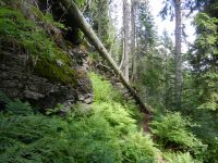 026-Urwaldgebiet-Arberseewand---ft