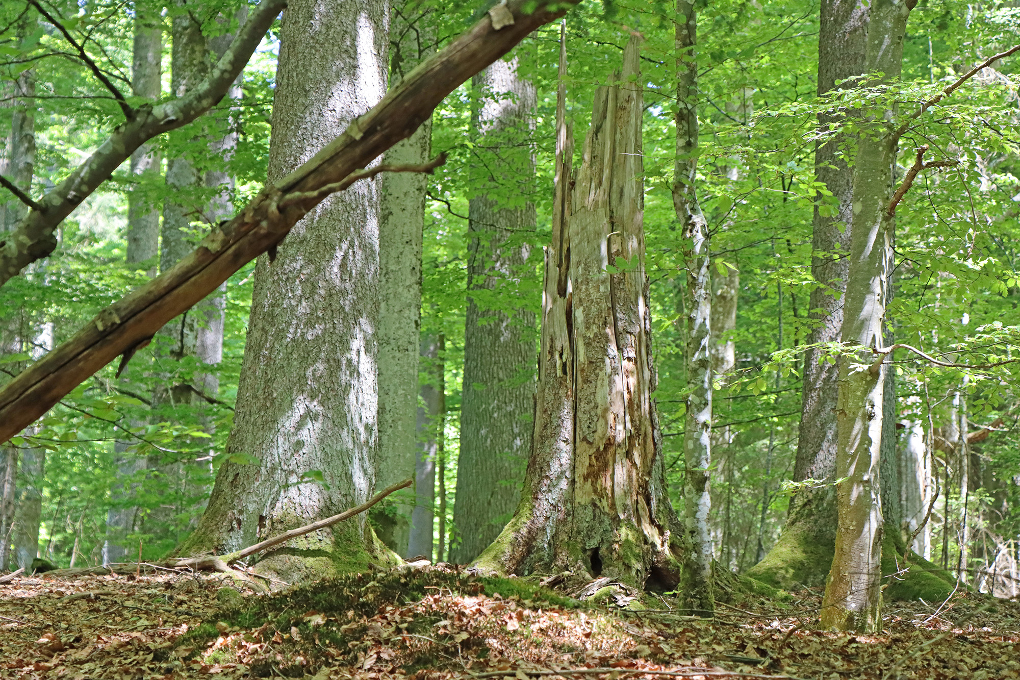NPV BW VM 049 25 Vier Tage Nationalpark hautnah
