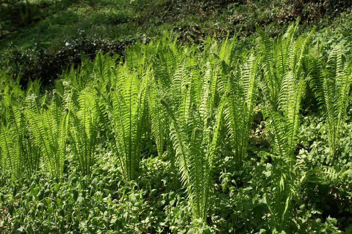 perlbachtal_farne_20110425