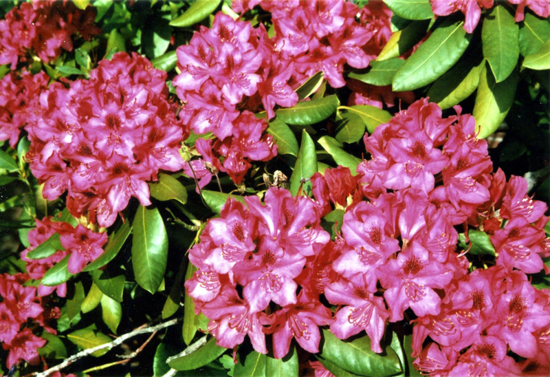 So2017 4 Rhododendron